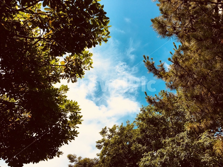 나무,배경화면,푸른,하늘색,초록색,구름,가을,하늘