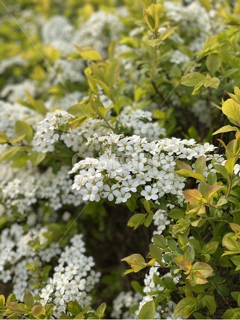 plant,식물,vegetation,초목,bush,부시,봄,spring,green,white,flower,꽃
