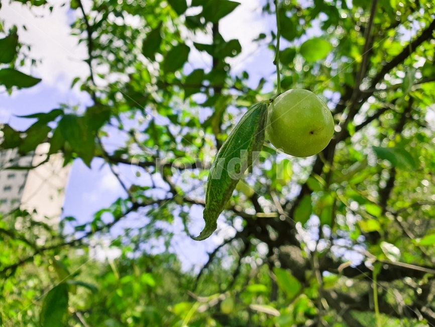 식물,가을,plant,대추,대추나무,과일,열매,fruit