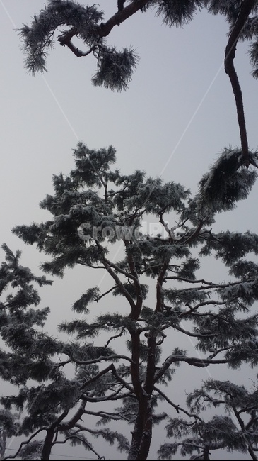 tree,나무,plant,식물,winter,겨울,pinetee,소나무,snow,눈,겨울,계절,winter,season,식물,자연,plants,nature,나무,trees,wood