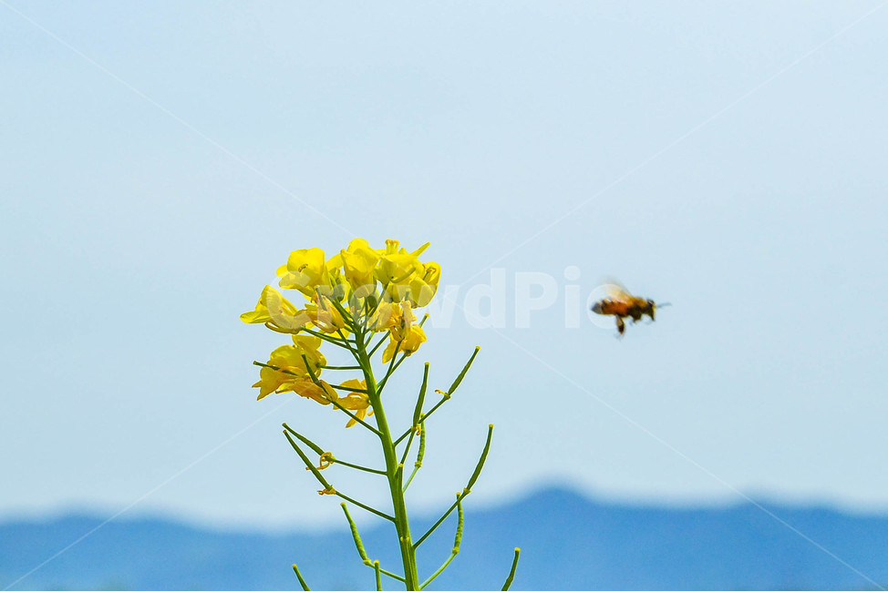 하중도,유채꽃,대구하중도,벌,꿀벌,봄,노란꽃,봄,계절,spring,season,flying,나는,animal,동물,bird,새