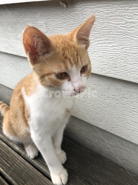 cat,고양이,pet,mammal,포유류,animal,동물,동물,animal,포유류,mammal,고양이,cat,kitten,kitty