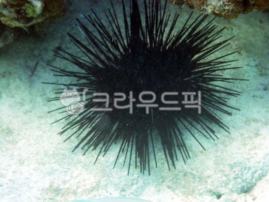 urchin,성계,바다,회,해삼,성게,sealife,해양생물,동물