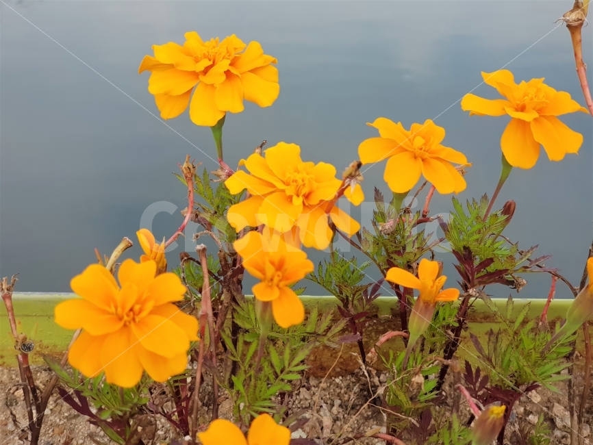 꽃,자연,공원,산책,flower,walk,park,nature,yellow,pretty,식물,자연,plants,nature,꽃,flower