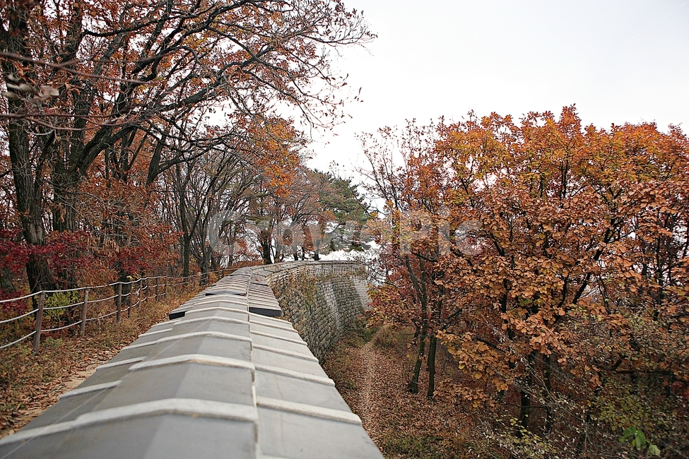 남한산성,성,성곽,단풍,낙엽,길,둘레길,숲,숲길,담,돌담,가을,자연,풍경,벽,울긋불긋,산성,식물,가을,계절,fall,autumn,season,한국전통,한국문화,korean traditional,korean culture,tree,나무,plant,leaf,잎