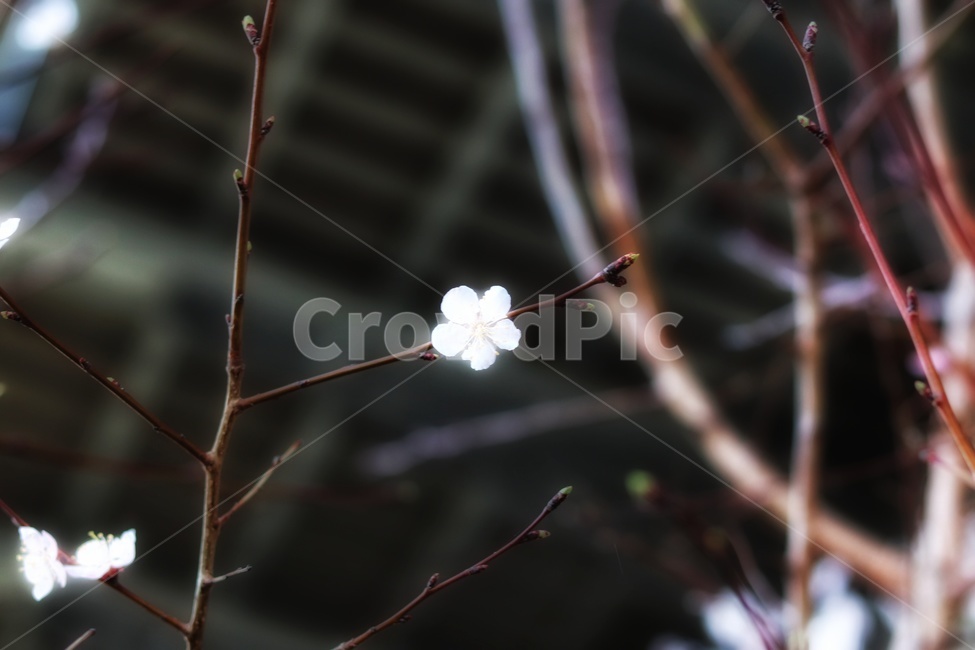 꽃나무,봄꽃나무,벛꽃,flowertree,하얀꽃나무