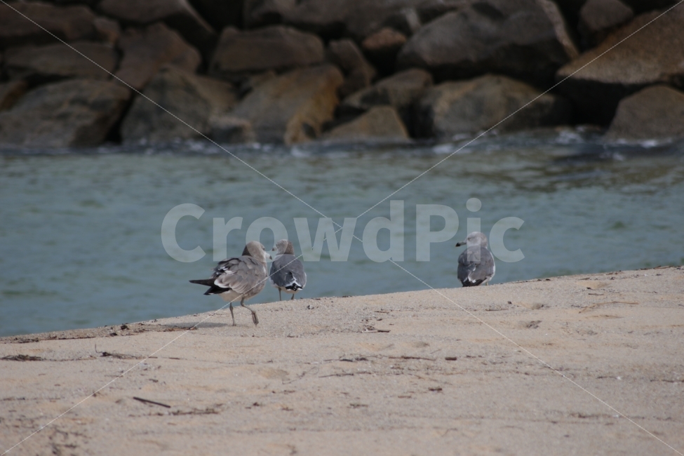동물,조류,새,갈매기,바다,해변,바닷가,해변가,바위,gull,sea,해변,바다,beach,sea,동물,animal,조류,새,birds