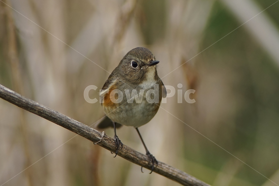 유리딱새,조류,철새,산새,새,동물,animal,조류,새,birds