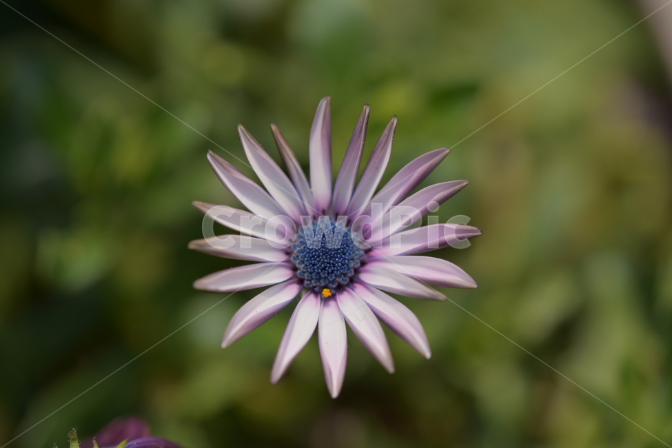 자연,봄,야생화,풍경,꽃,봄,계절,spring,season,식물,자연,plants,nature,꽃,flower,plant,blossom,daisy,데이지,daisies