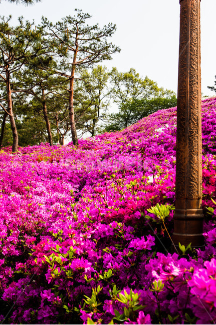 철쭉,꽃,감성,공원,동산,풍경,봄,계절,spring,season,식물,자연,plants,nature,꽃,flower,geranium,제라늄,plant,blossom