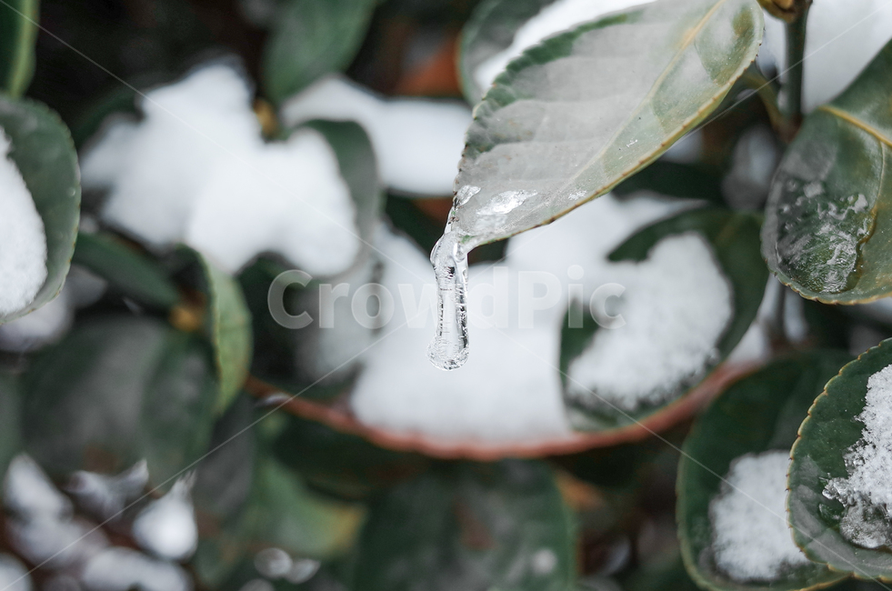 겨울,winter,눈,첫눈,snow,낙엽,나뭇잎,나무,얼음,ice,frozen,겨울,계절,winter,season