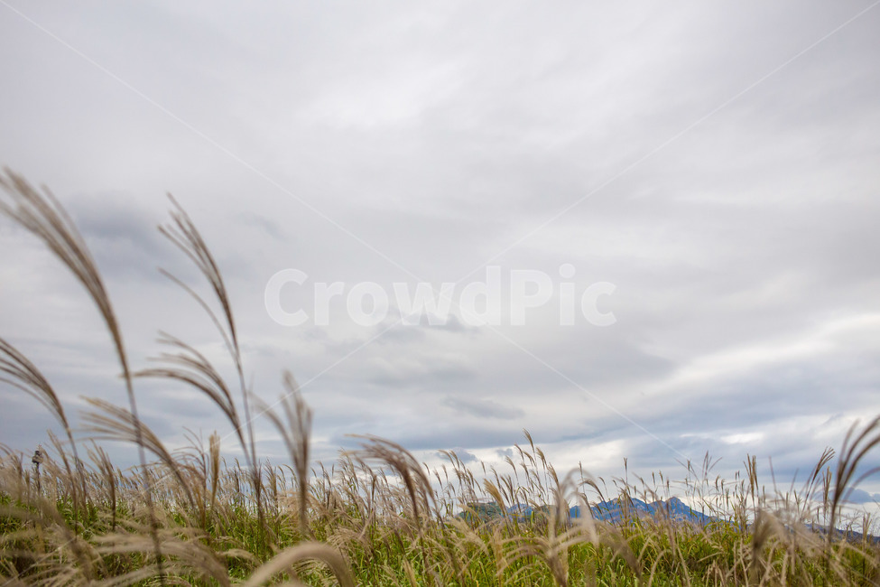 갈대,하늘공원,하늘,가을,식물,잔디,갈대밭,자연,풍경,nature,landscape