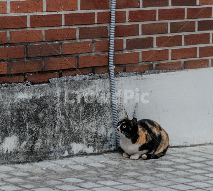 길고양이,고양이,냥냥이,길냥이,cat,귀여움,동물,animal,포유류,mammal,고양이,cat,kitten,kitty