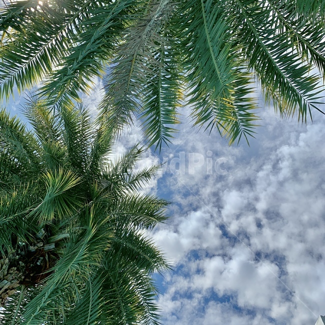 나무,plant,식물,arecaceae,하늘,sky,cloud,구름,야자수,야자나무,tree,palm,palmtree,식물,자연,plants,nature,나무,trees,wood