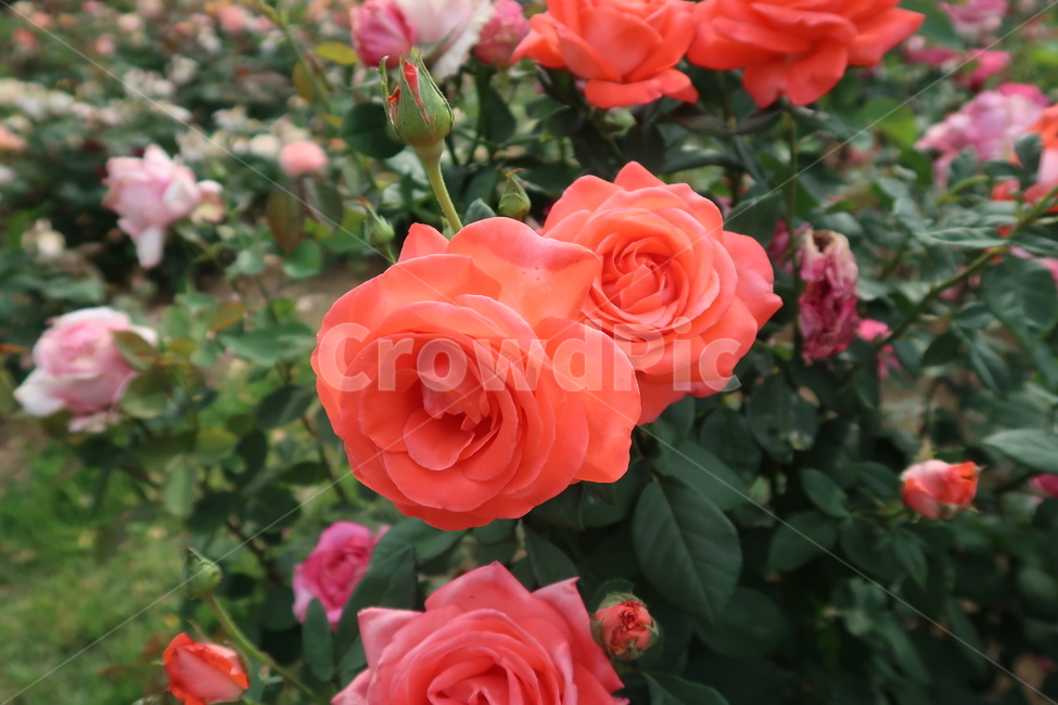 장미,장미축제,rose,flower,꽃놀이,주황색,orange