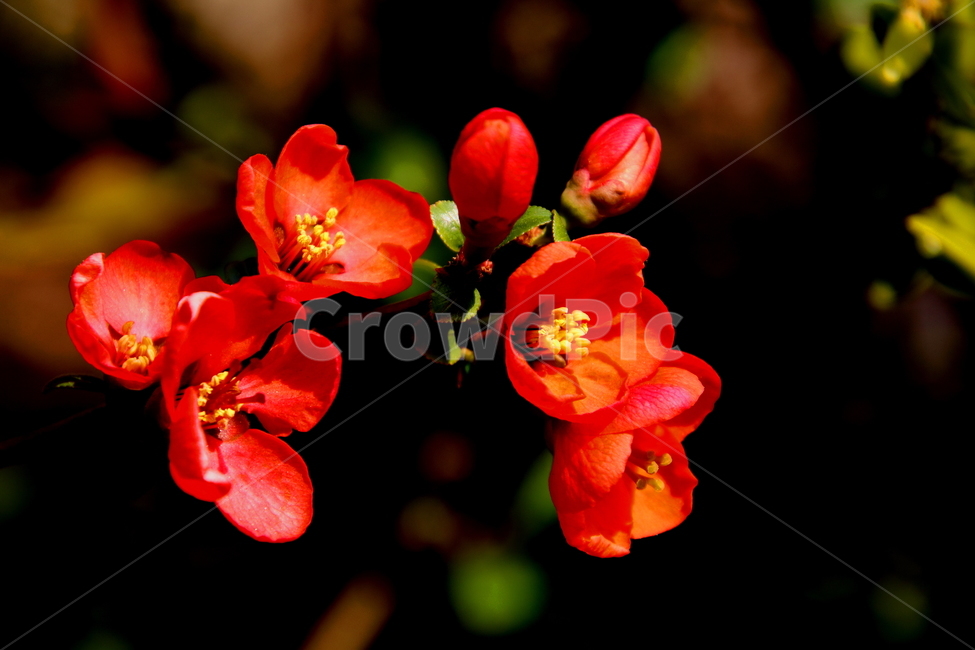 꽃,식물,plant,flower,봄,계절