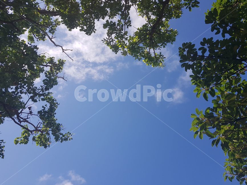하늘,구름,맑음,나무,여름,햇살,tree,sky,cloud,summer,sunshine,peaceful