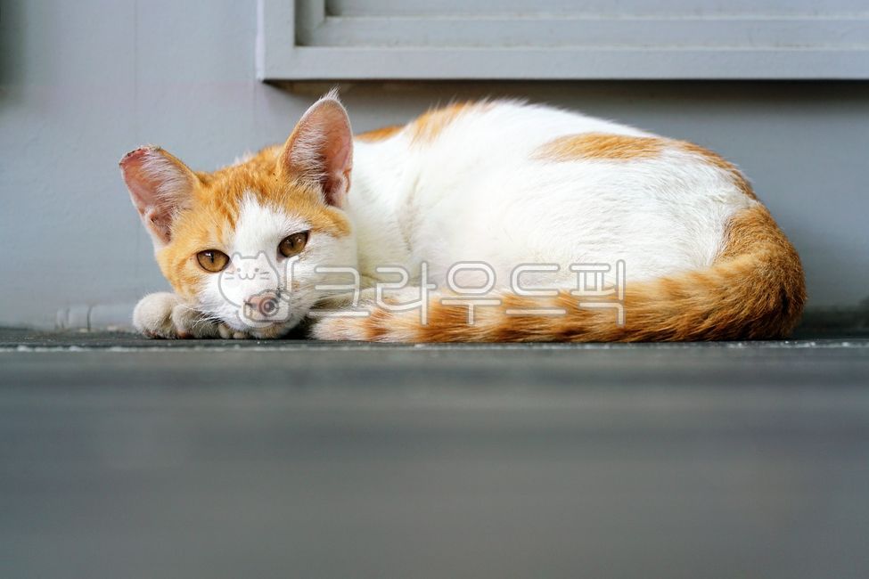 Meow,wild animals,Pets,pet cat,stray cat,mammal,cat,animal,pet