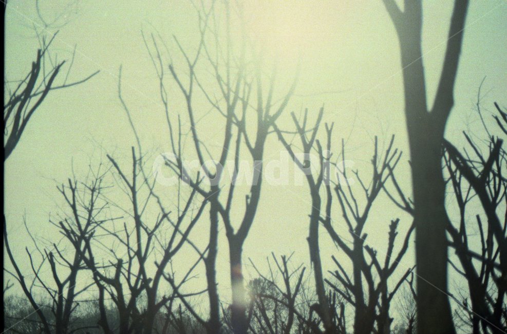 나무,가을,하늘,감성,필카,필름카메라,필름,35mm,자연,풍경,nature,landscape,weather,날씨,outdoors,옥외