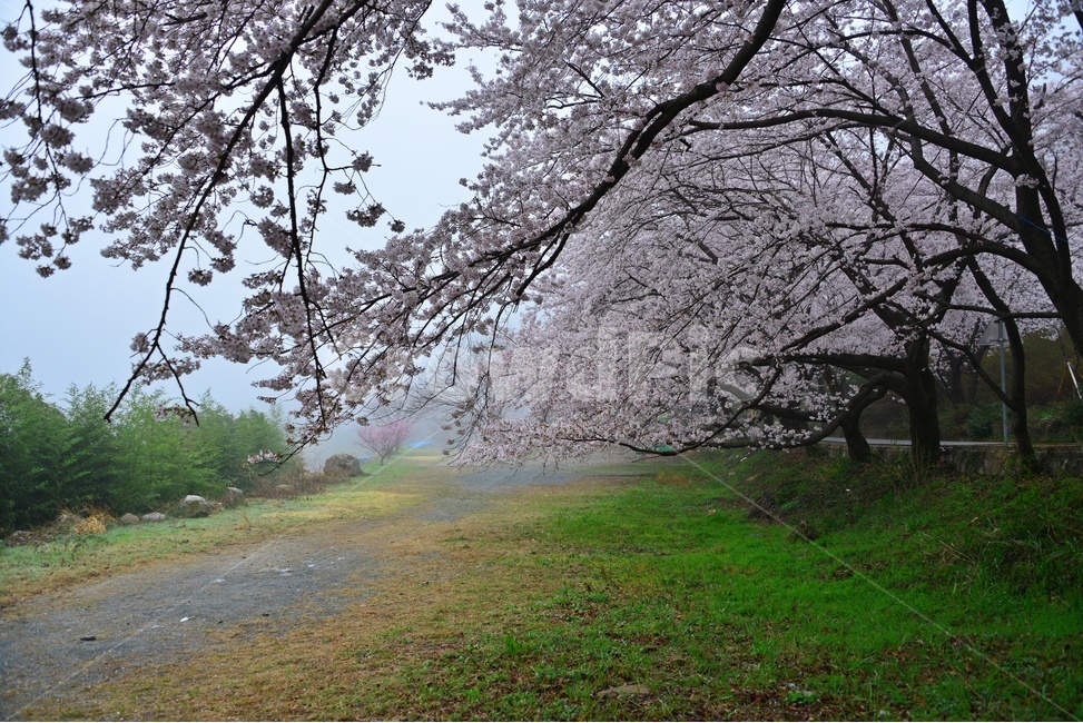 nature,자연,weather,날씨,outdoors,옥외,plant,식물,경치,경관,풍경,경남,하동,섬진강변,벚꽃길,화개십리벚꽃길,봄,계절