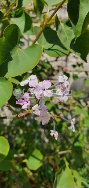 라일락,lilac,양정향나무,큰꽃정향나무,목본,syringavulgaris,물푸레나무과,flower,꽃,petal,꽃잎,가시나무과,acanthaceae