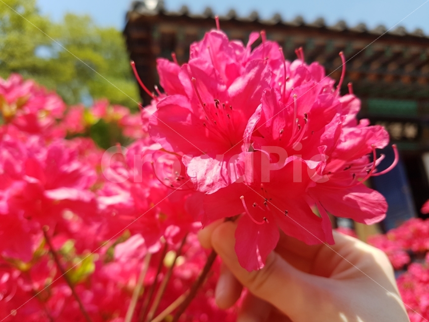 봄,꽃,자연,빨강,절,손,Spring,Flower,Nature,Red,Sunny,Temple,Hand,식물,자연,plants,nature,봄,계절,spring,season,꽃,flower,plant,blossom,geranium,제라늄
