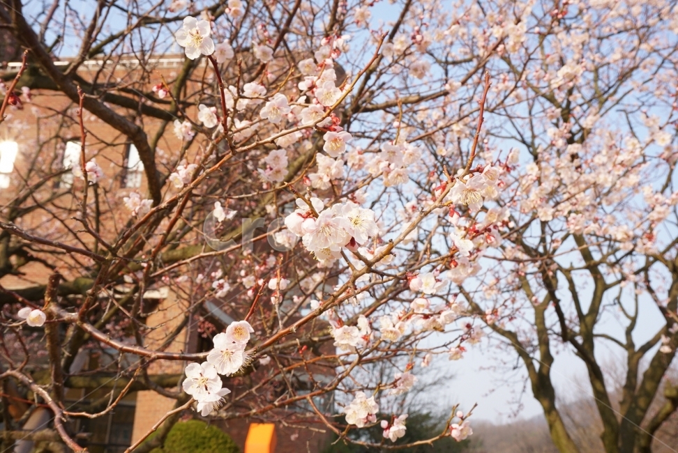벚꽃,봄,벚꽃나무,벚꽃놀이,꽃,봄,계절,spring,season,식물,자연,plants,nature,꽃,flower,plant,blossom
