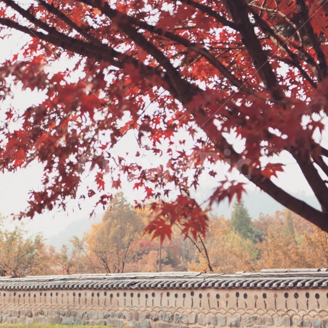 가을,감성사진,식물사진,풍경사진,가을사진,가을,계절,fall,autumn,season,자연,풍경,nature,landscape,한국자연풍경,한국자연경관,korea nature landscape,한국전통,한국문화,korean traditional,korean culture,식물,plants,나무,trees,wood,tree,plant,maple,단풍