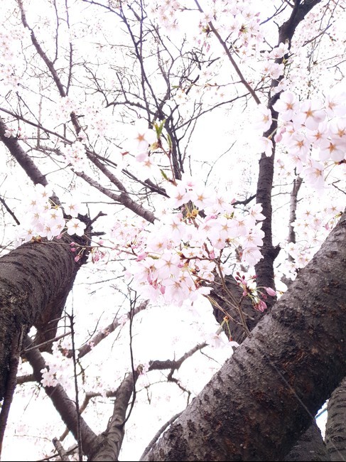 벚꽃,벚꽃나무,봄,나무,이쁨