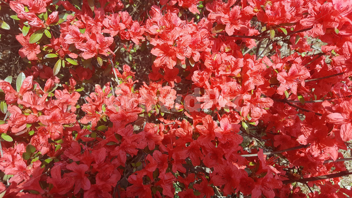 철쭉,봄,봄꽃,꽃,빨간색,빨강,flower,화사함,화려함,강렬함,아름다움,자연,nature,식물,자연,plants,nature,꽃,flower