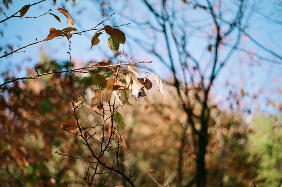 plant,식물,tree,나무,숲,산,가을,계절,fall,autumn,season