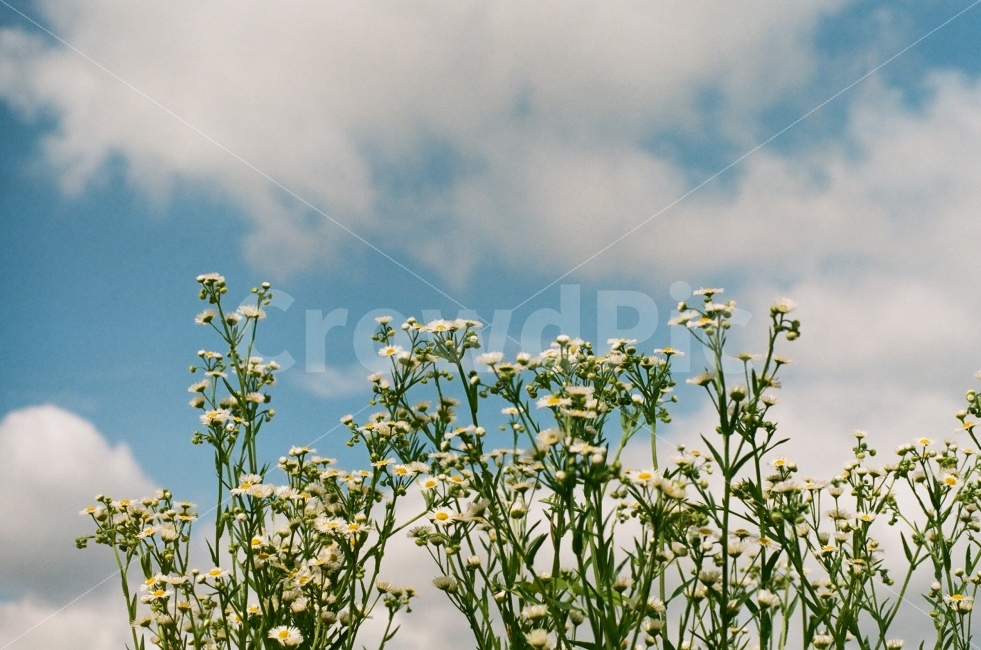 꽃,계란꽃,하늘,식물,풍경,필름,필름사진,시골,자연,식물,자연,plants,nature,꽃,flower,감성,sensible,feeling