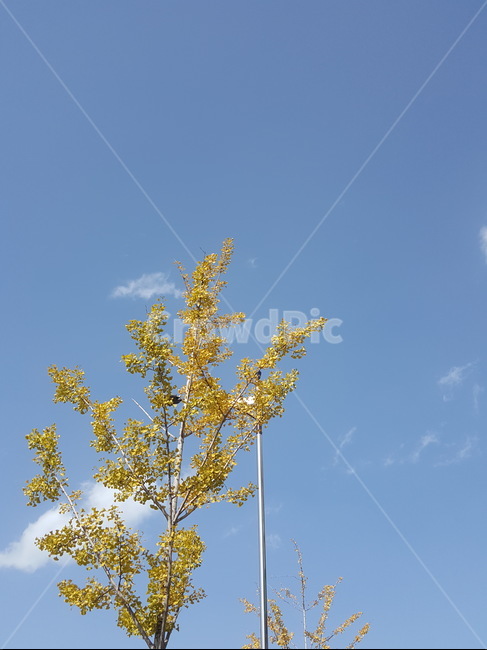 하늘,파란하늘,구름,파랑,전봇대,나무한그루,sky,cloud,bluesky,blue,가을,계절,fall,autumn,season,식물,자연,plants,nature,나무,trees,wood