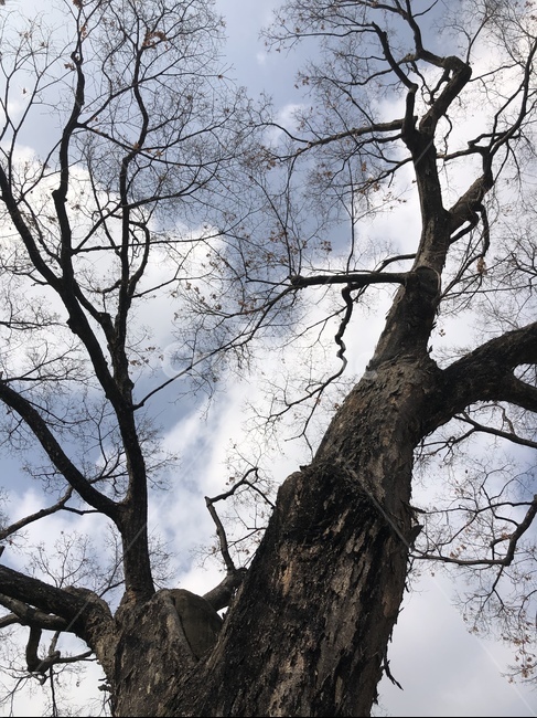 tree,나무,나무줄기,plant,treetrunk