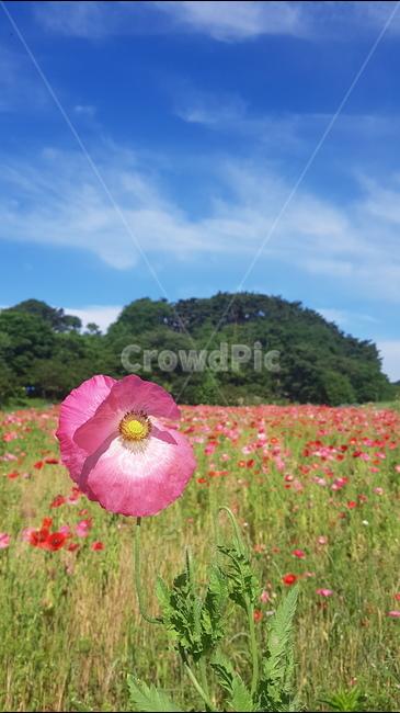파란하늘,꽃,양귀비,퓽경,흰구름,꽃밭,식물,자연,plants,nature,꽃,flower