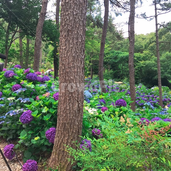 수국,꽃,축제,숲,풍경