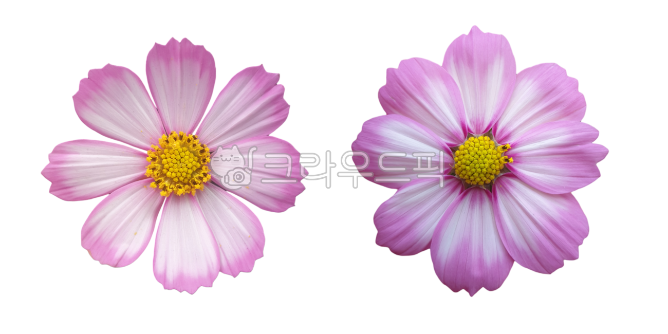 flower sticker,Cosmos Nuki,Fresh flowers,graphic source,fresh flower sticker,flower petal,flower design source,flower icon,pink flower,photoshop source,Flower Nokki