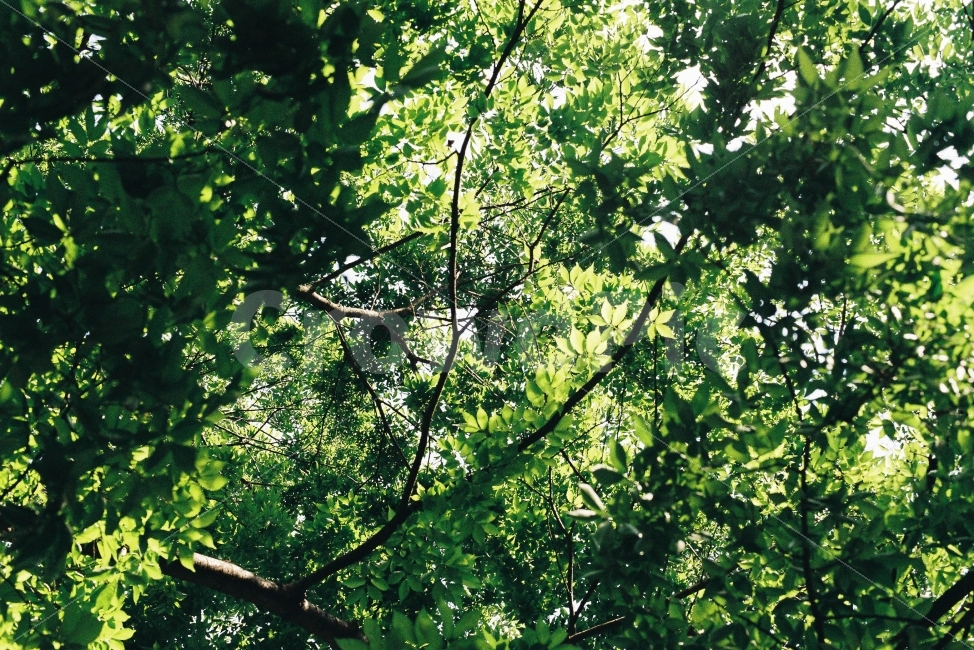필름,필름사진,필름카메라,나무,여름,여름,계절,summer,season,식물,자연,plants,nature,휴식,힐링,rest,relaxation,healing,vegetation,초목,plant,tree