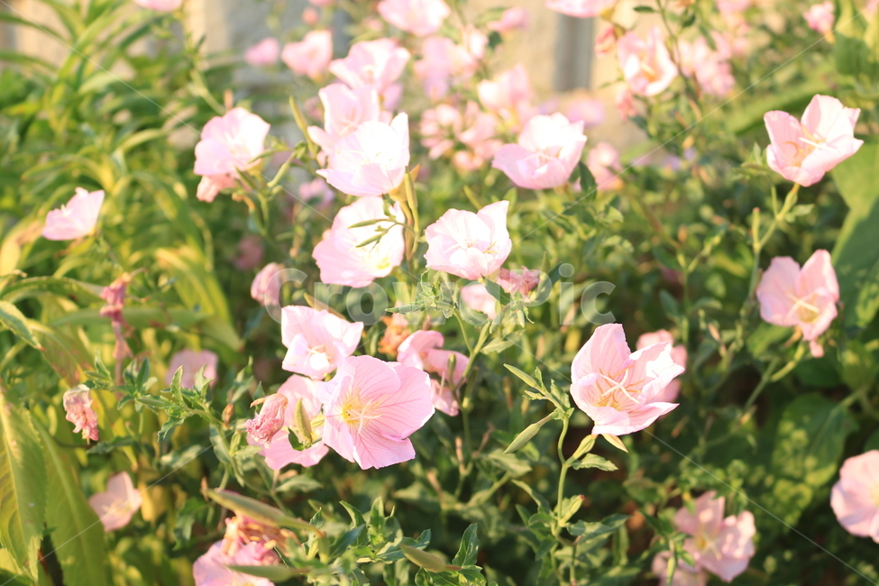 꽃,분홍색,분꽃,자연,꽃밭,식물,자연,plants,nature,꽃,flower