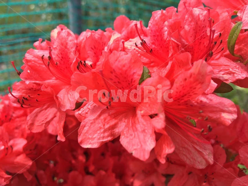 꽃,식물,하늘,근접,빨강색,식물,자연,plants,nature,꽃,flower