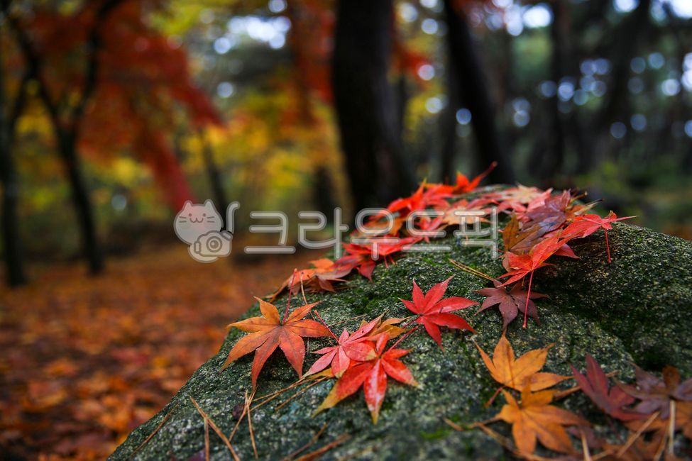 가을, autumn, 단풍, maple, 잎, 사진,이미지,일러스트,캘리그라피 - 고운경작가