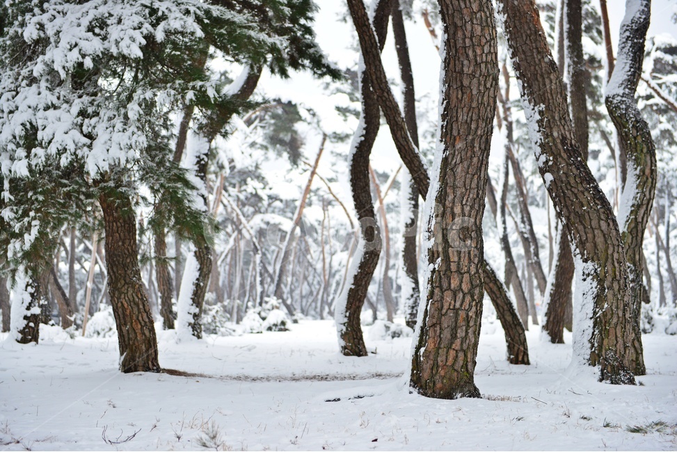 tree,나무,plant,식물,nature,자연,outdoors,옥외,winter,snow,눈,storm,폭풍,blizzard,눈보라,treetrunk,나무줄기,경주,삼릉,삼릉소나무,삼릉솔숲,소나무,솔숲,삼릉설경,솔숲설경,겨울,계절,겨울,계절,winter,season,자연,풍경,nature,landscape