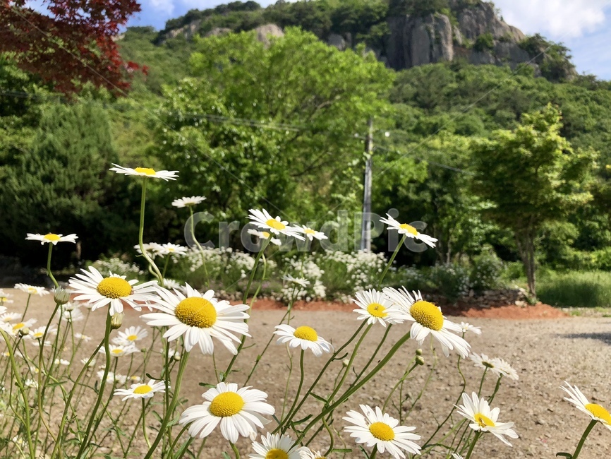 plant,식물,daisies,blossom,꽃,flower,daisy,데이지,공원,숲,forest,산,식물,자연,plants,nature,꽃,flower