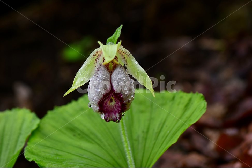 광릉요강꽃,멸종위기,난초과,복주머니란속,야생화,1급,희귀,봄,꽃,plant,wild,flower,자연,생태,식생,풀꽃,식물,식물,자연,plants,nature,꽃,flower