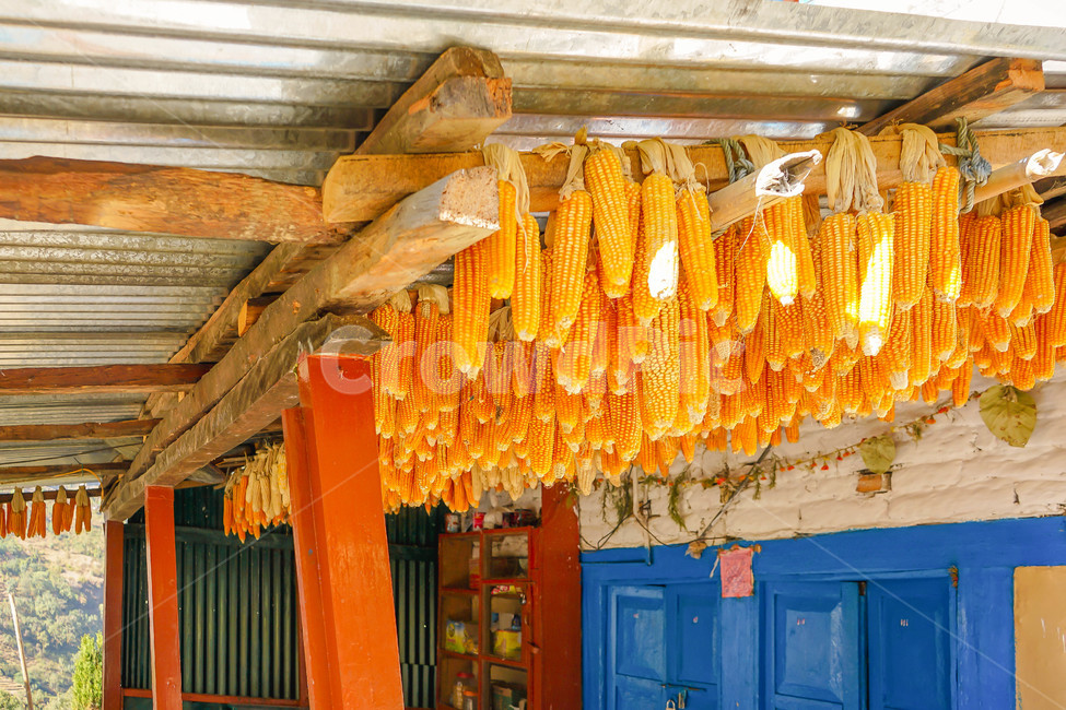 옥수수,풍경,집,네팔,음식,landscape,house,음식,식재료,요리,food,cook,meal,dishes,food reserves,곡류,곡식,cereals,색깔,색상,색채,색감,color sense,color sensitivity,feeling of color