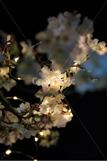 야간,벚꽃,야간번꽃,led벚꽃,벚꽃사진,야경벚꽃,봄,계절,spring,season,야경,밤,풍경,nightscape,night,landscape,식물,자연,plants,nature,꽃,flower,plant,blossom