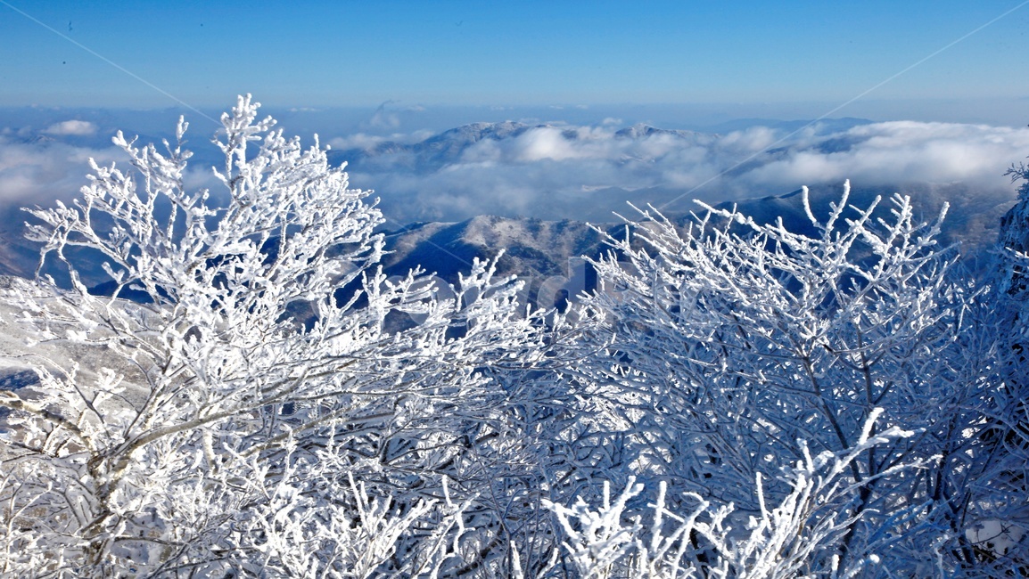 tree,나무,plant,식물,nature,자연,outdoors,옥외,ice,빙,snow,눈,mountain,산,mountainrange,산맥,상고대,무주,덕유산,덕유산설경,설경,설천봉,향적봉,중봉,덕유산국립공원,운해