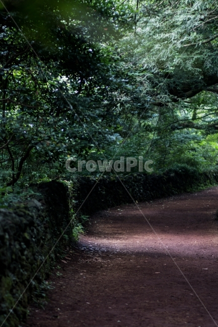 어둠,빛,숲,길,자연,자연,풍경,nature,landscape,outdoors,옥외
