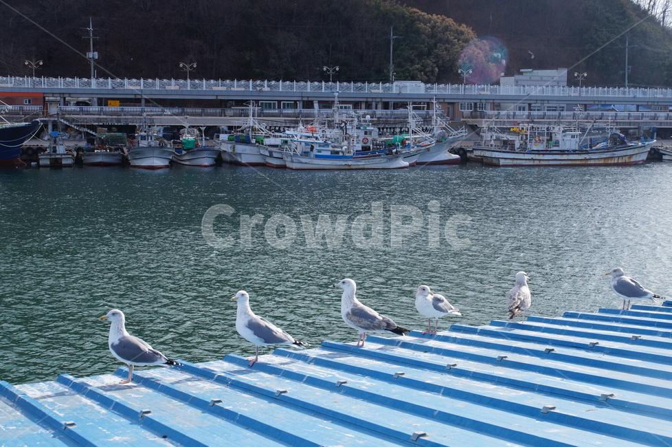 갈매기,부둣가,배,고기잡이,바닷가,어선,한국,영덕,나란히,동물,animal,조류,새,birds,산업,industry,industrial,어업,fishery,fishing industry