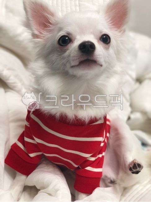 chihuahua,puppy,pretty puppy,pet dog,dog,white puppy,cute,pet,white chihuahua,Cute puppy